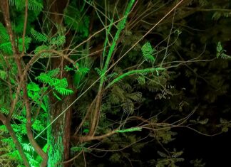 ಜನವರಿ 24 ರಿಂದ ದ್ವಿತೀಯ ವರ್ಷದ “ಸ್ಟ್ರೀಟ್ ಫುಡ್ ಫಿಯೆಸ್ಟ”