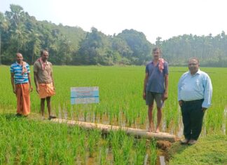 ಭತ್ತದ ಕೃಷಿ ತಾಕುಗಳಿಗೆ ವಿಜ್ಞಾನಿಗಳ ಭೇಟಿ